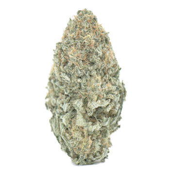 laughing buddha bud